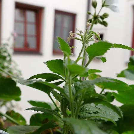 Apartamento Altstadtgeflüster