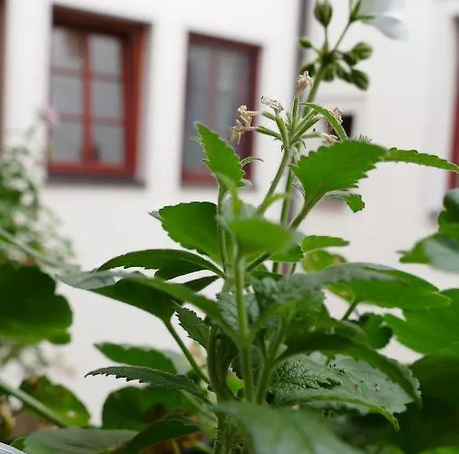 Apartment Altstadtgefluester